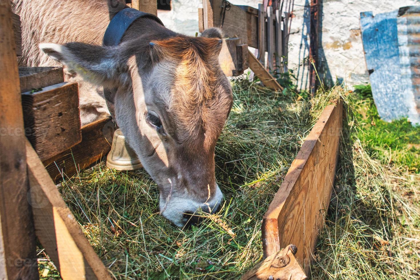uma vaca se alimenta de grama de um alimentador foto