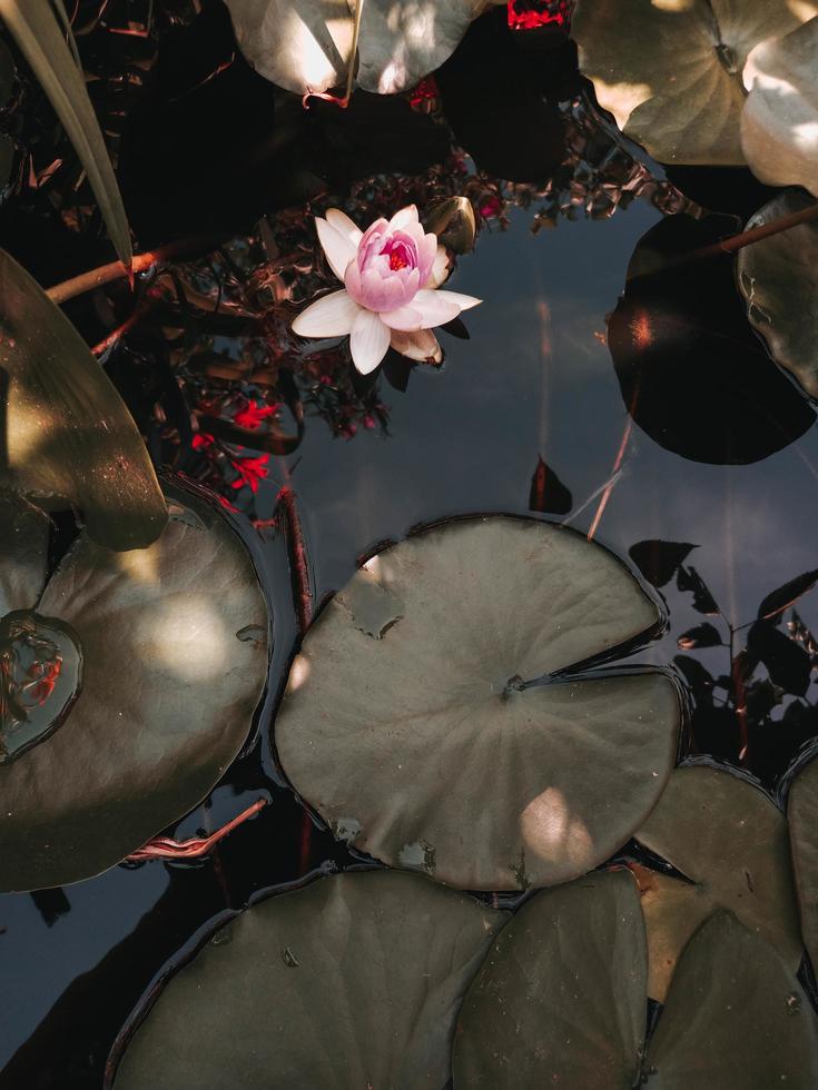 nenúfar florescendo na lagoa, flor rosa flutuando com folhas. fundo de outono trópico de natureza verde foto