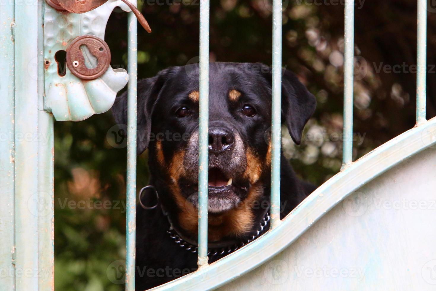 o cão senta-se atrás de uma cerca alta. foto