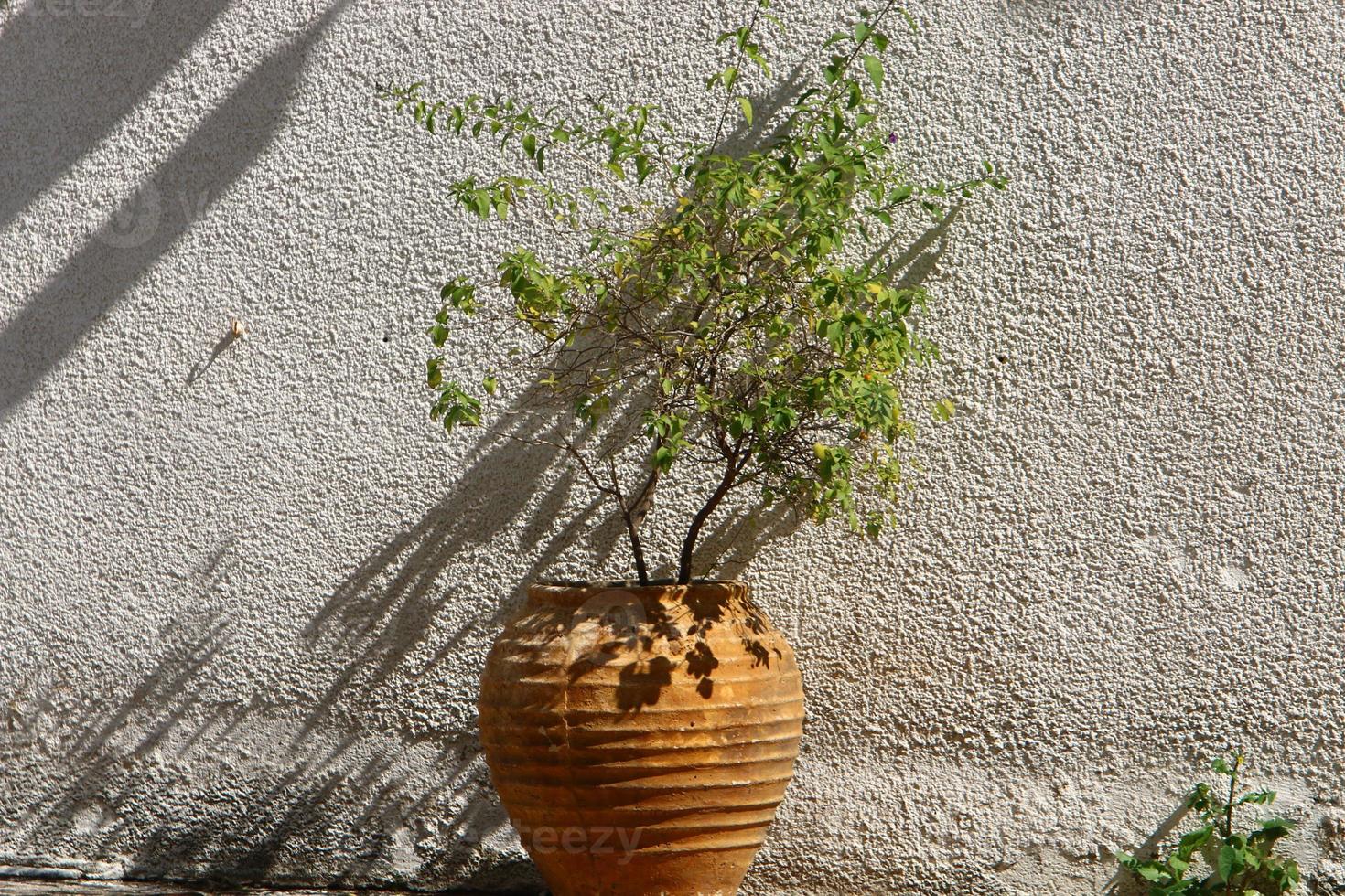 plantas verdes e flores crescem em um vaso de flores foto