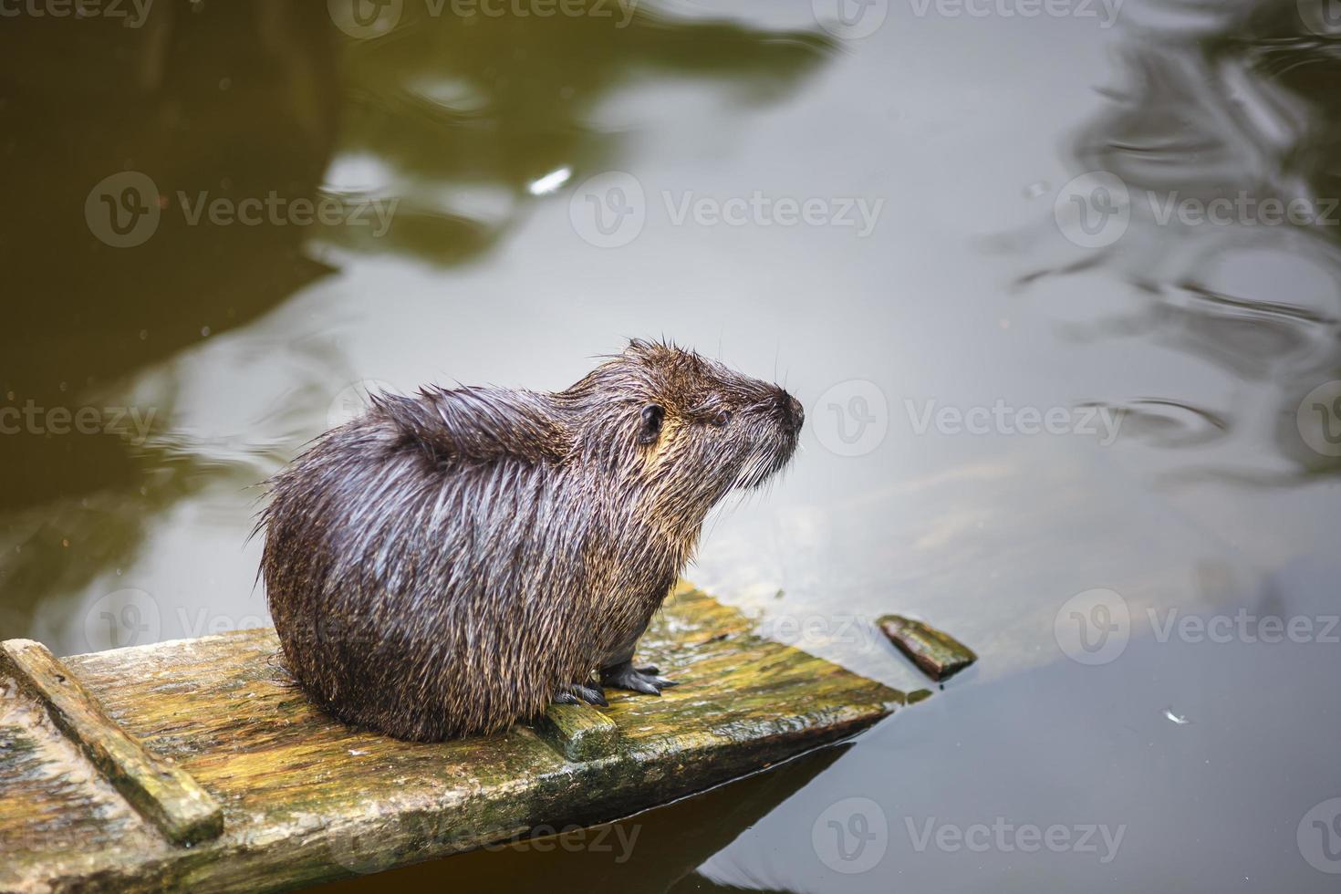 um rato almiscarado senta-se em uma placa de madeira na margem de um lago à beira da água foto