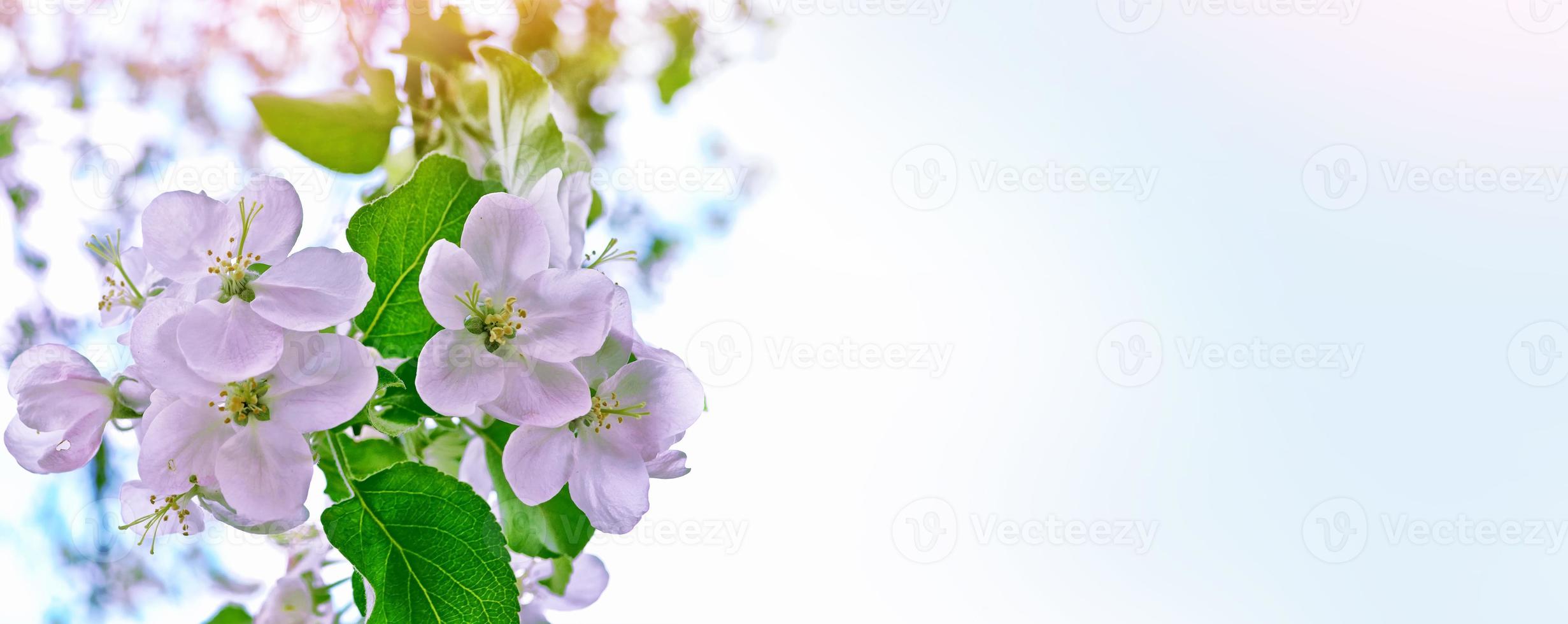 jardim de primavera. árvores frutíferas floridas. foto