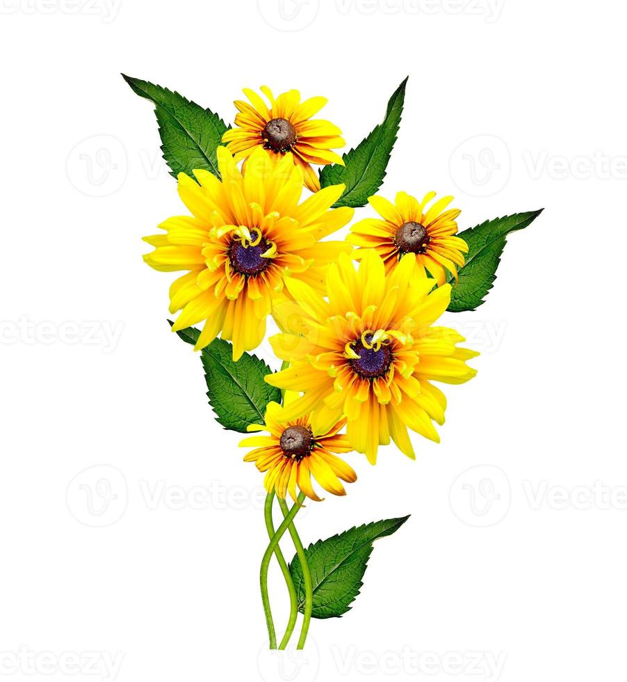 flor de rudbeckia amarela em um fundo branco foto