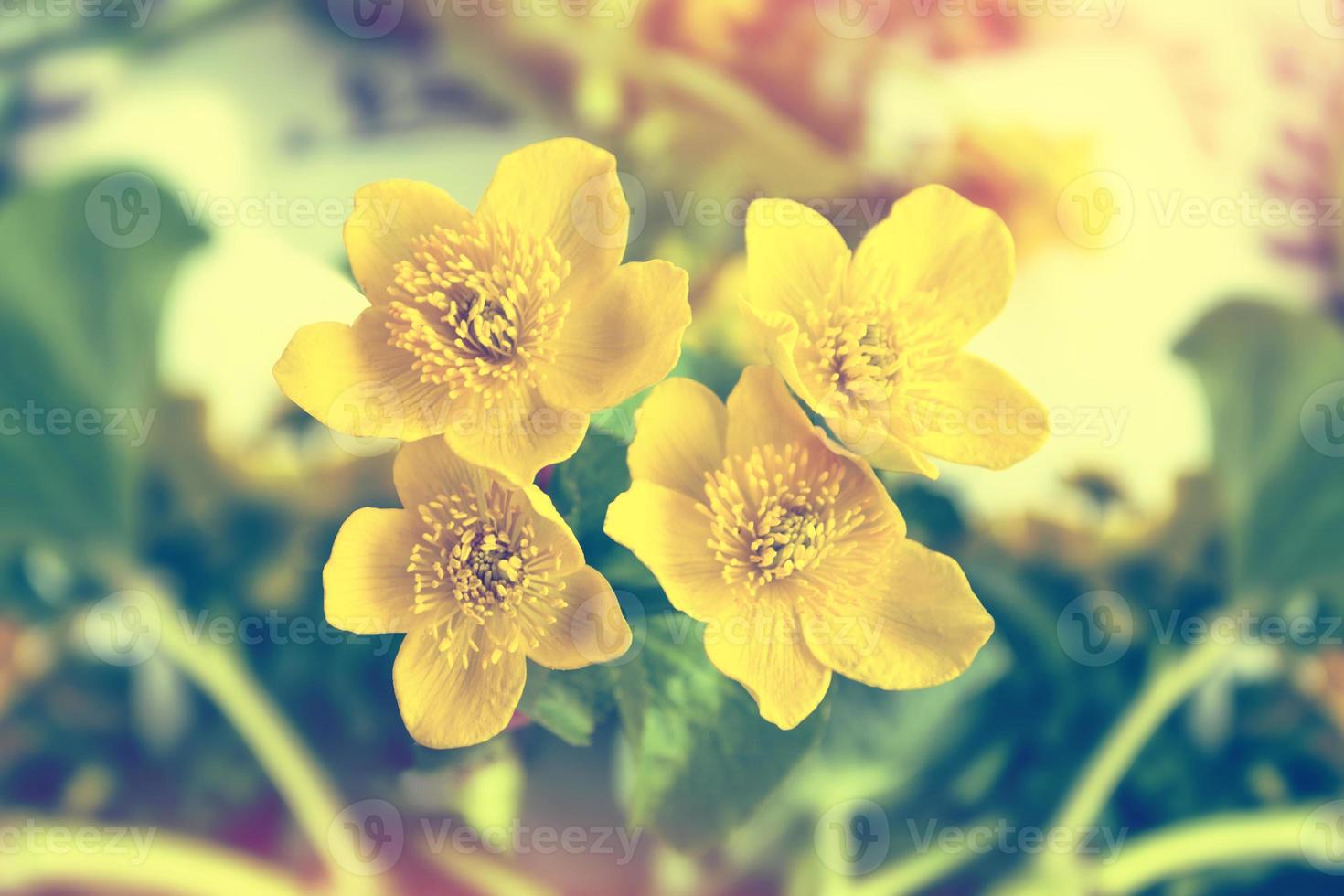 flores amarelas brilhantes botões de ouro foto