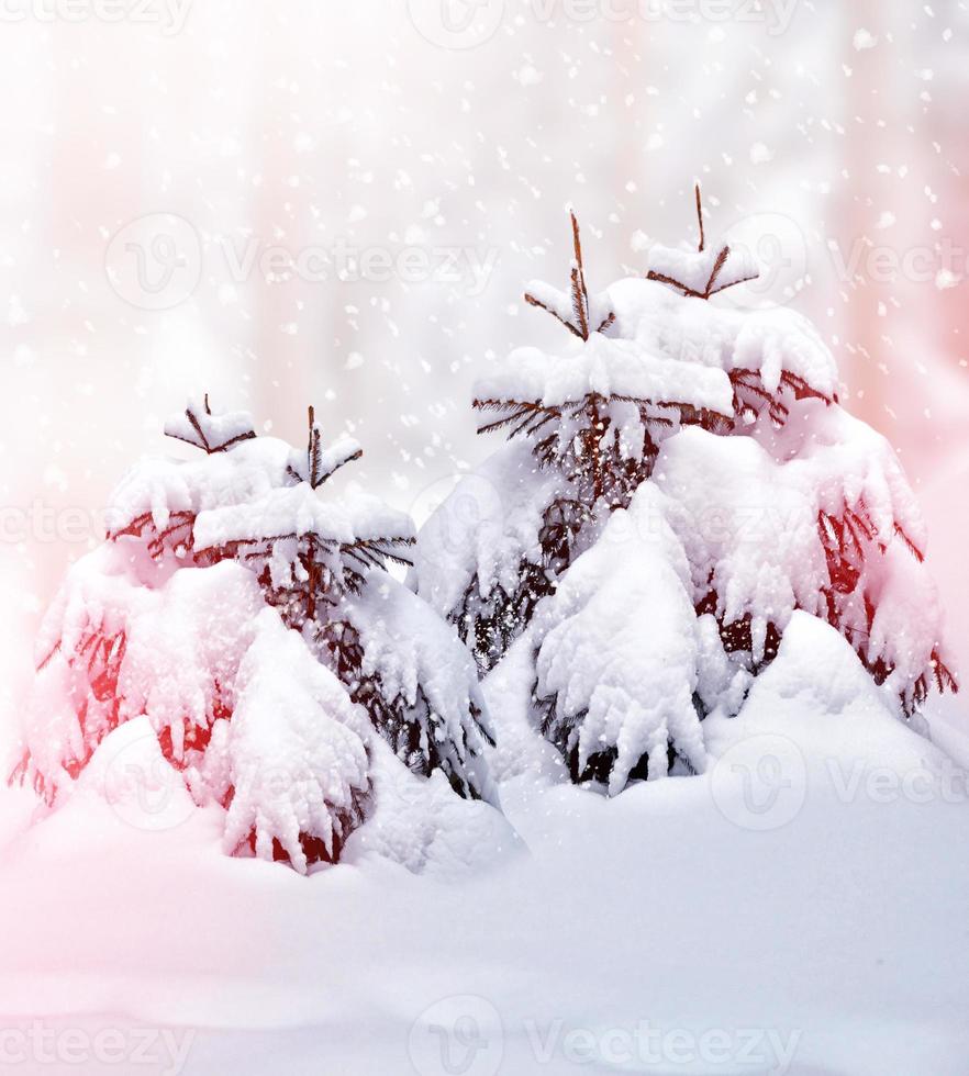 floresta na geada. paisagem de inverno. árvores cobertas de neve. foto