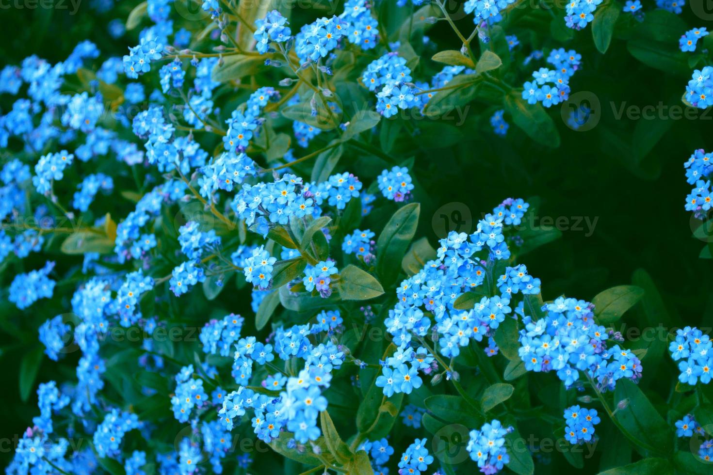 mim-nots flores silvestres no fundo da paisagem de verão. foto