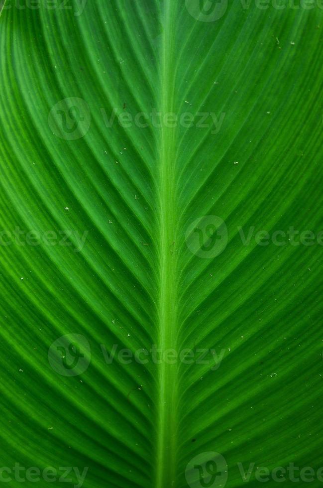 Folha verde foto