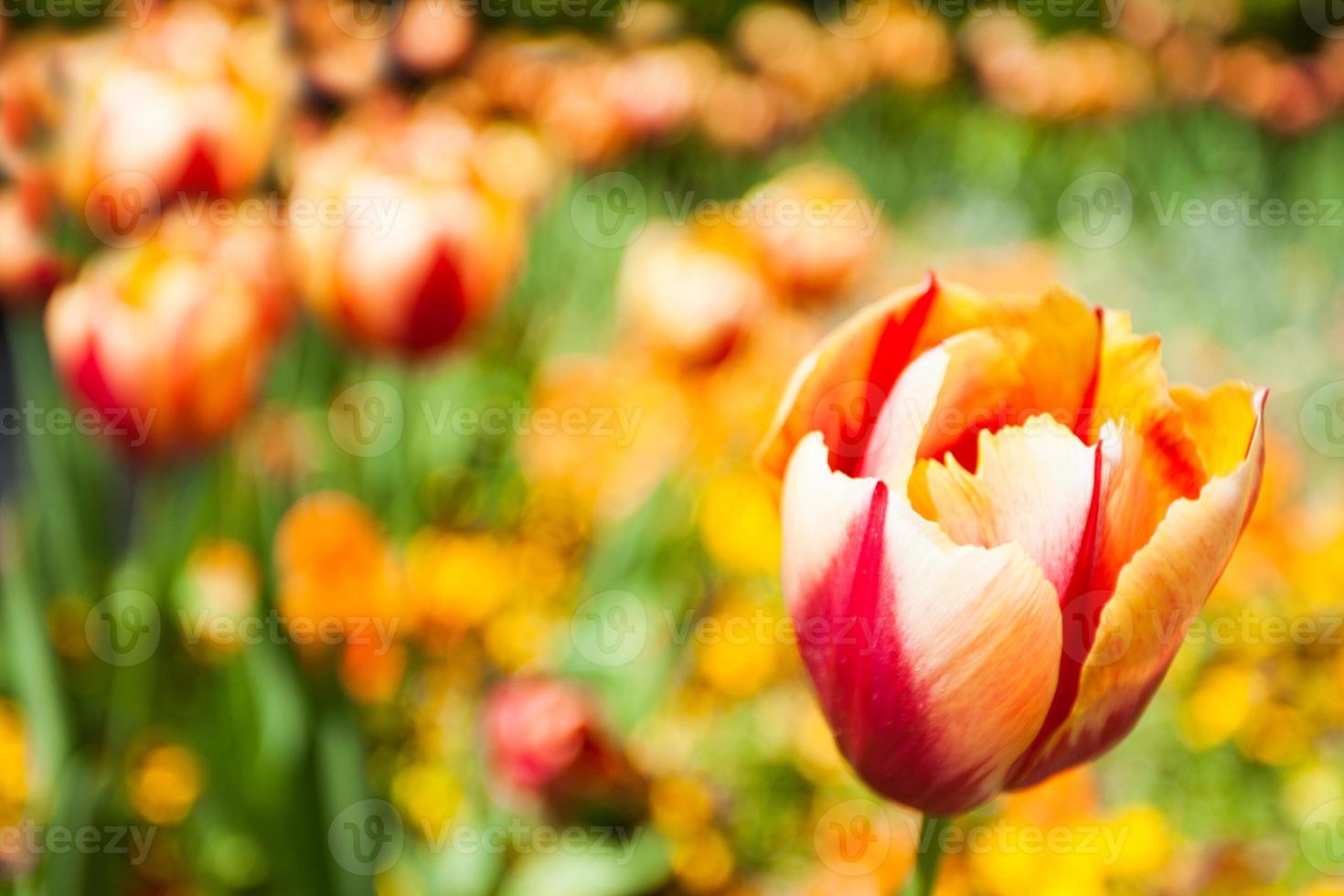 tulipa amarela vermelha foto