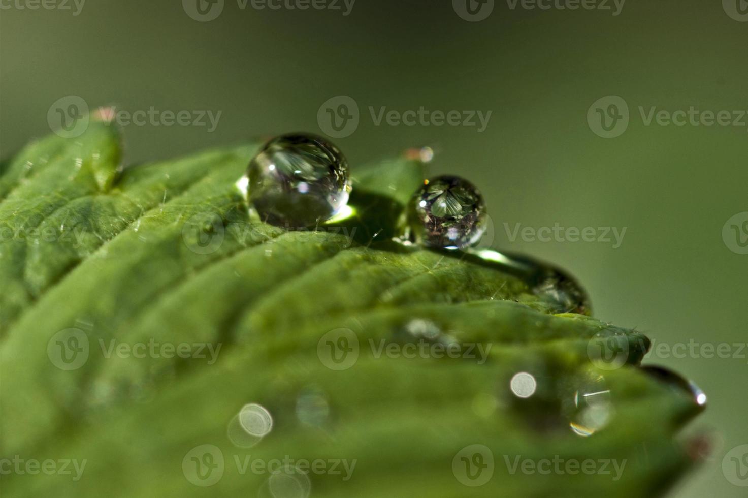 folha verde com gotas de água foto