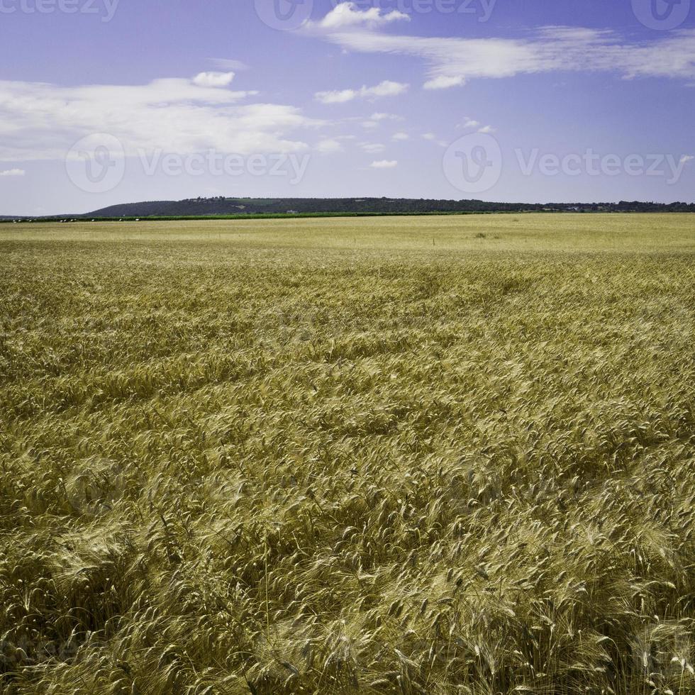 campo de trigo com colina na Apúlia. foto