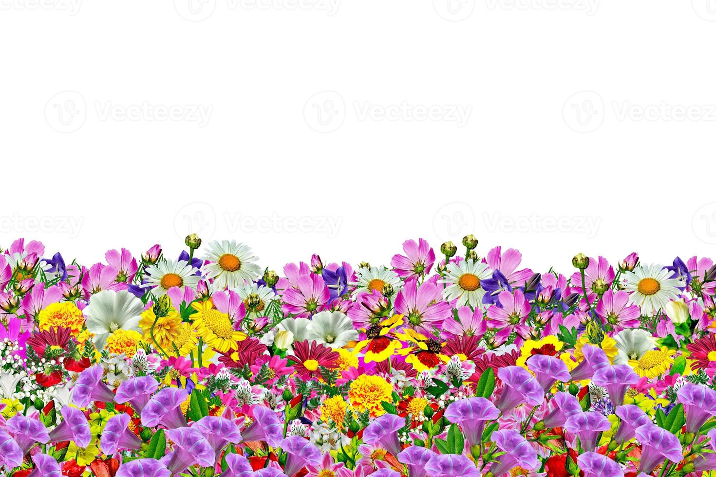 flores em um fundo branco foto