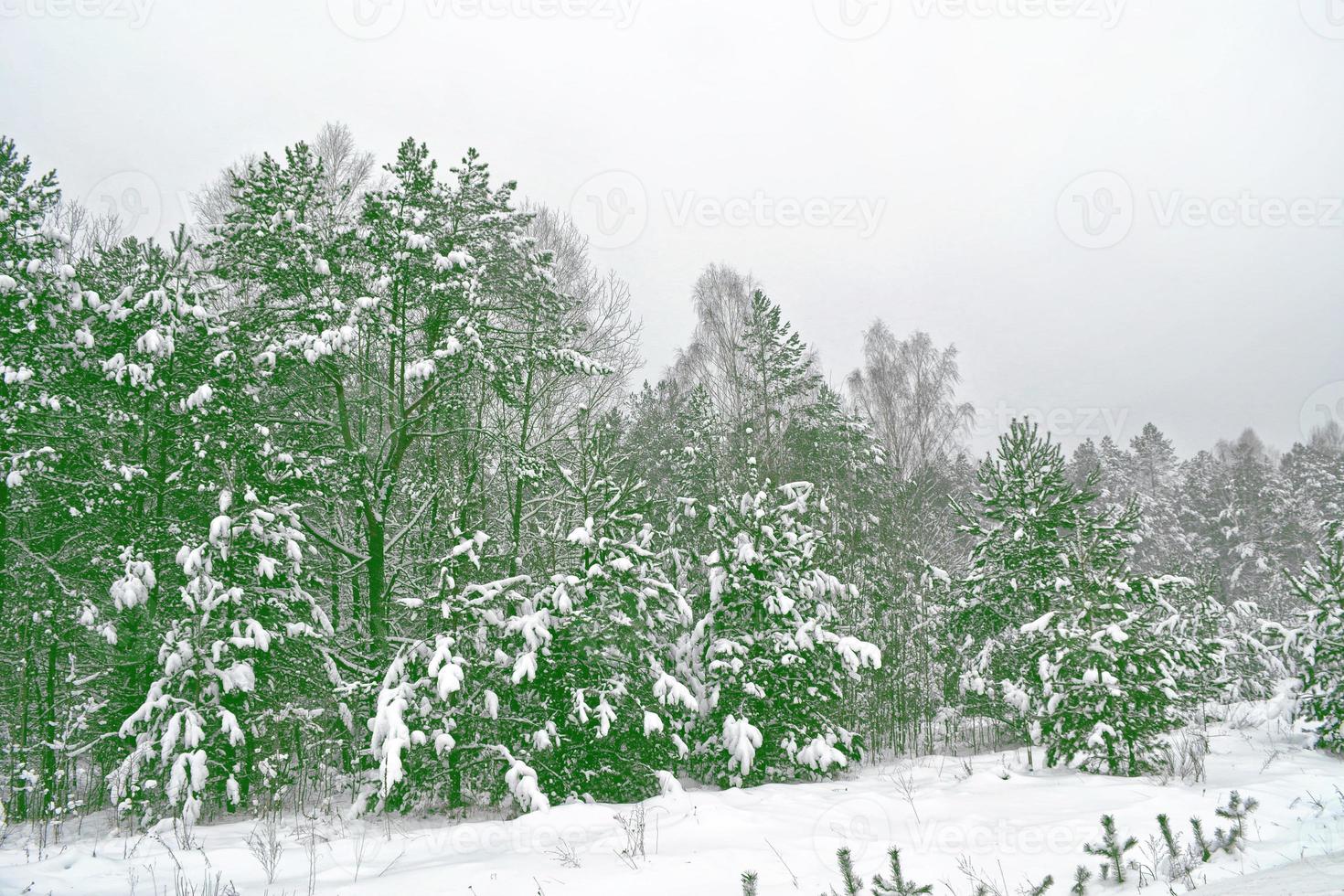 floresta na geada. paisagem de inverno. árvores cobertas de neve. foto