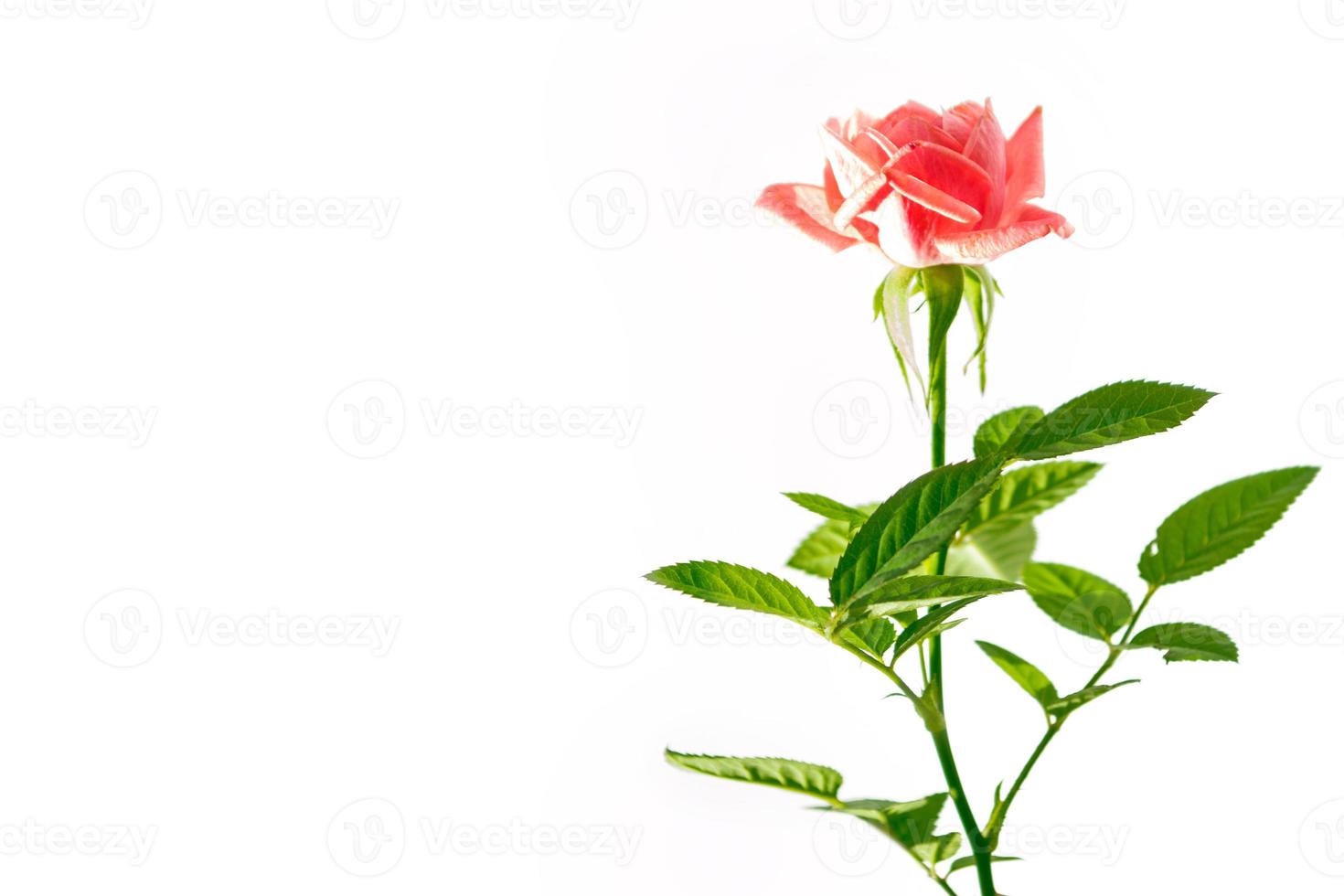 rosas em botão de flor em um fundo branco foto