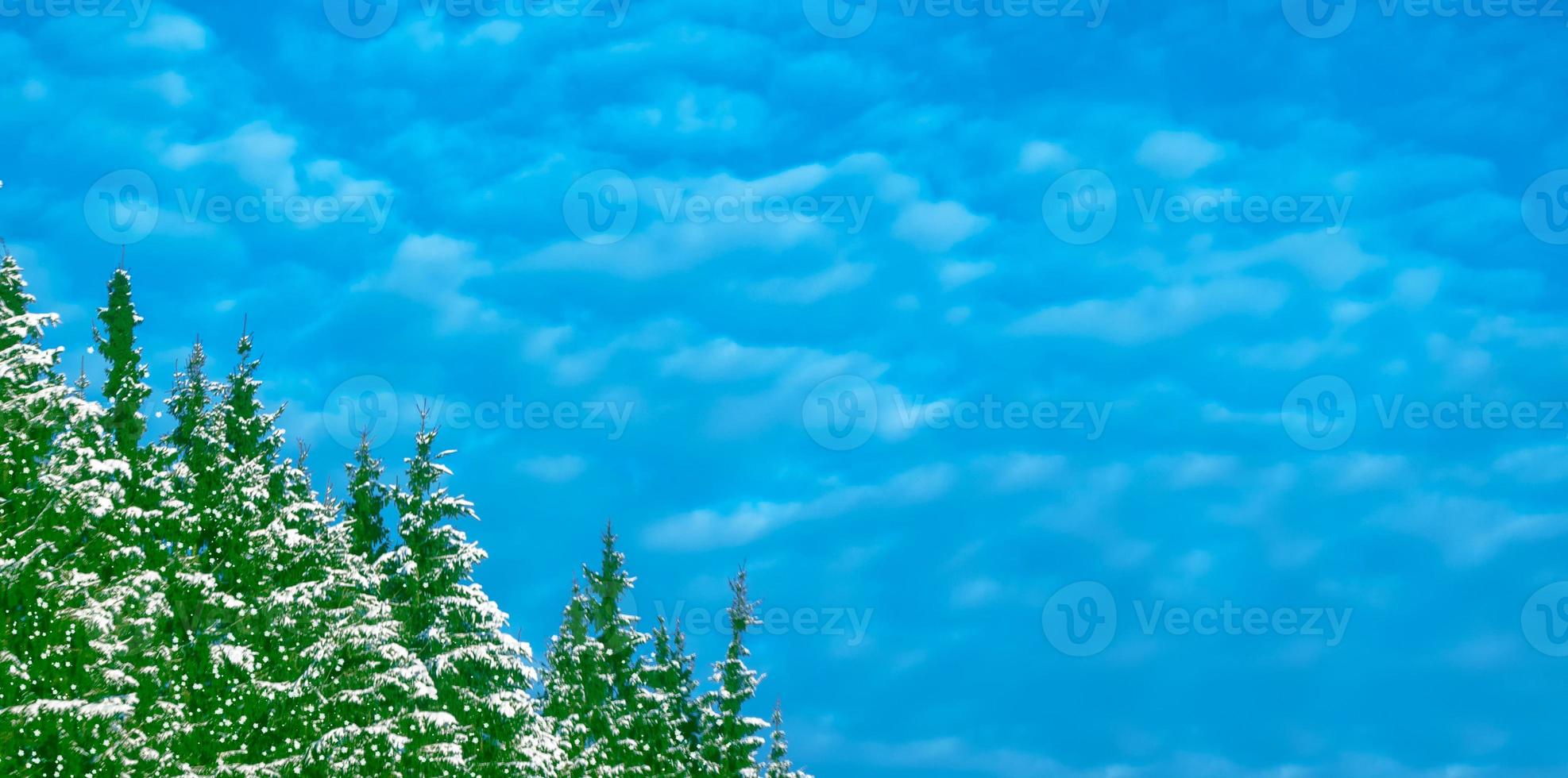 floresta de inverno congelado com árvores cobertas de neve. foto