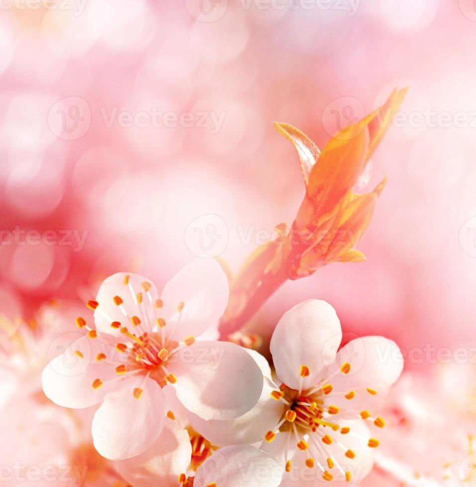 paisagem de primavera. ramo de floração de cerejeira foto