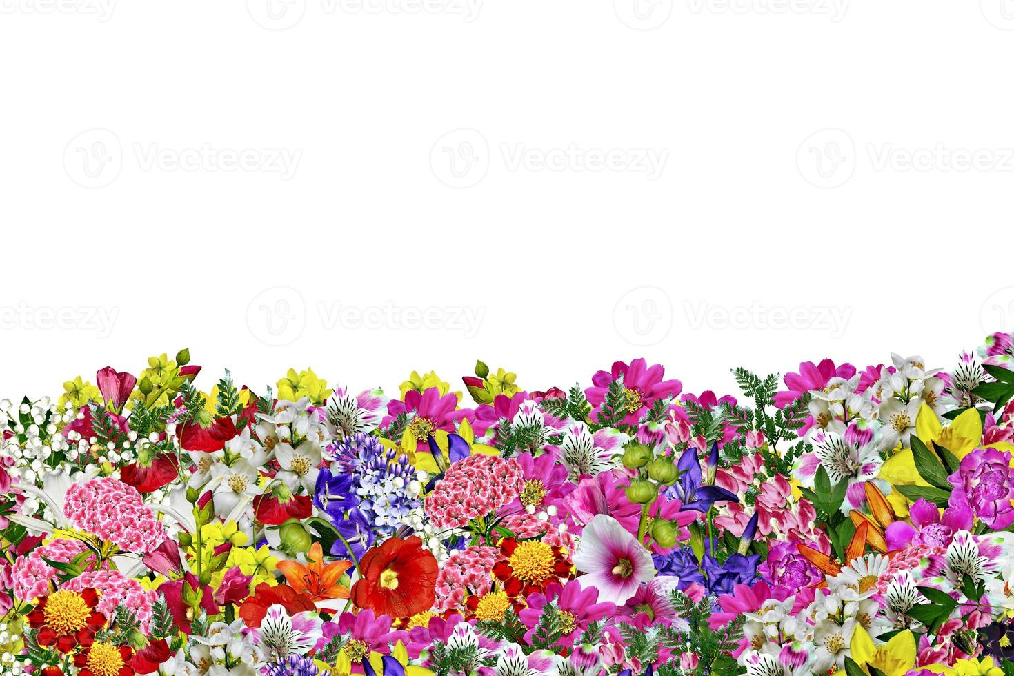 flores isoladas no fundo branco foto