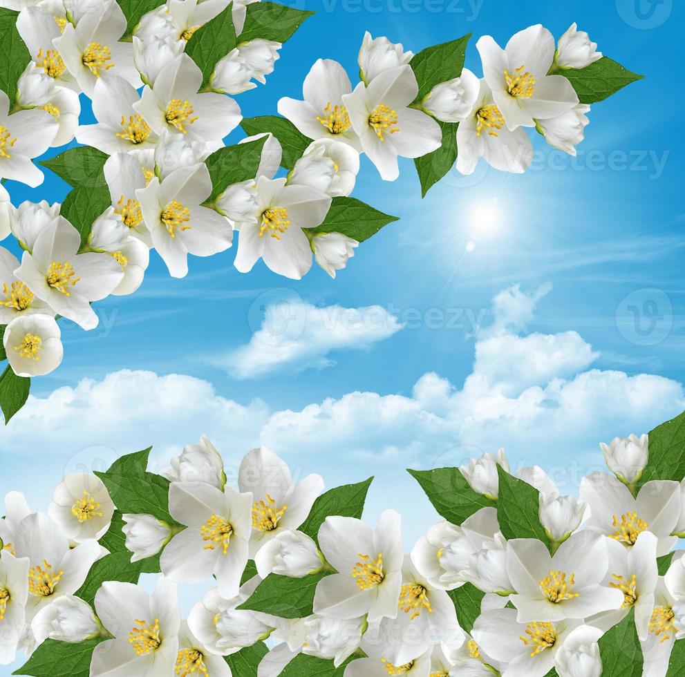 ramo de flores de jasmim em um fundo de céu azul com nuvens foto