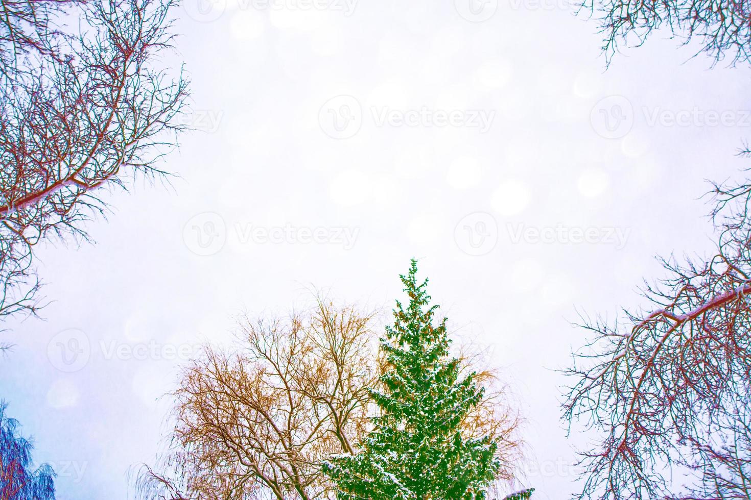 floresta de inverno congelado com árvores cobertas de neve. foto