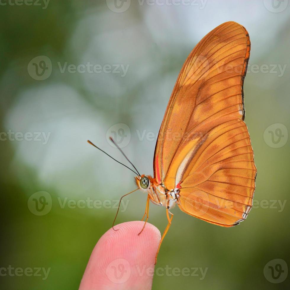 borboleta laranja foto