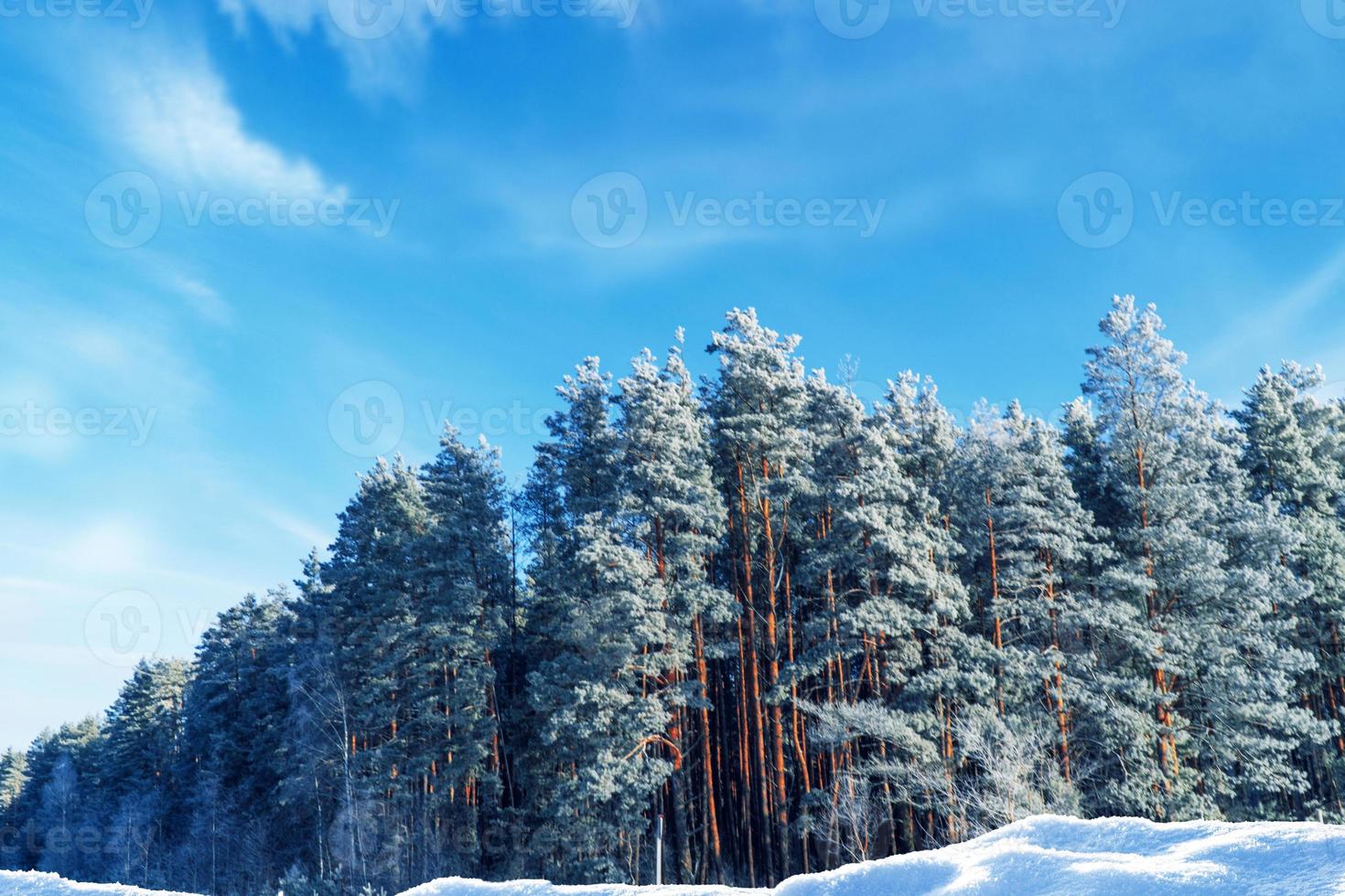floresta de inverno congelado com árvores cobertas de neve. foto