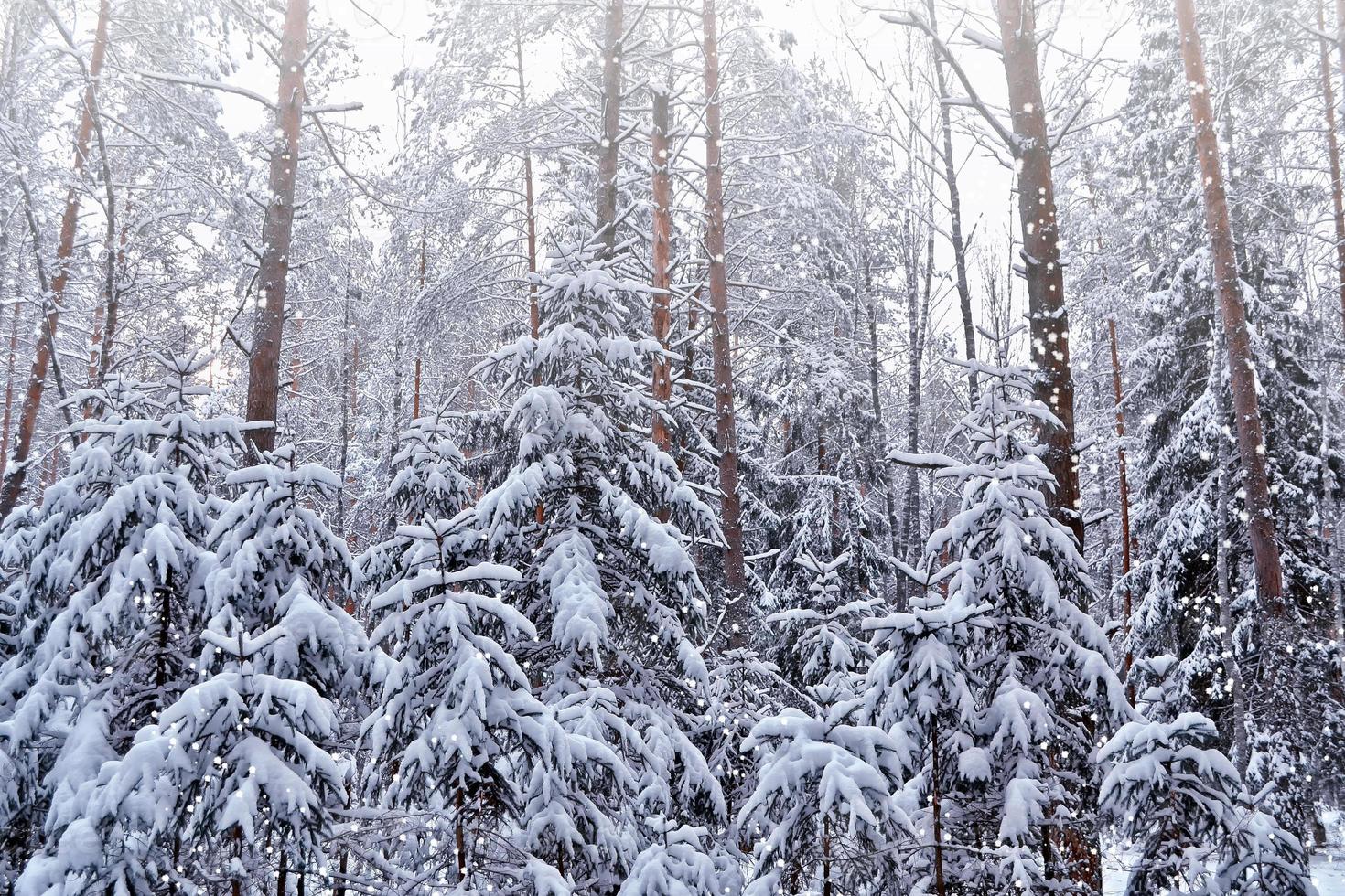 floresta na geada. paisagem de inverno. árvores cobertas de neve. foto