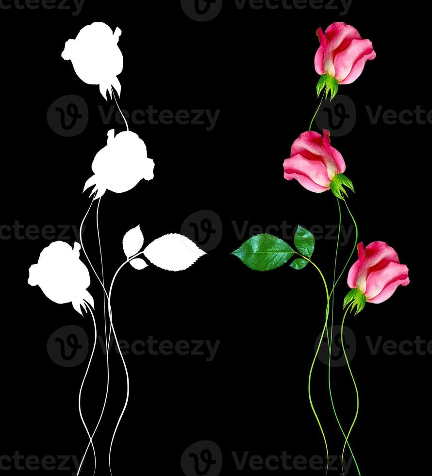 botões de flores de rosas isoladas em fundo preto foto