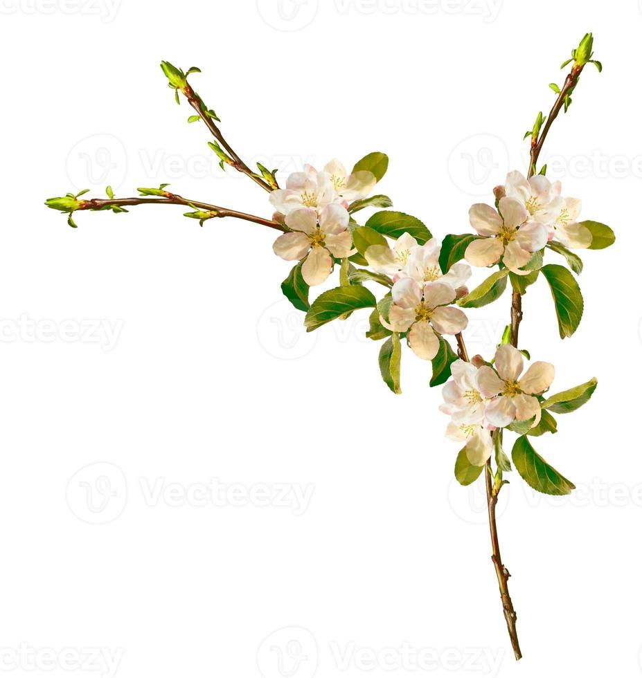 ramo de floração de maçã isolado em um fundo branco. primavera foto
