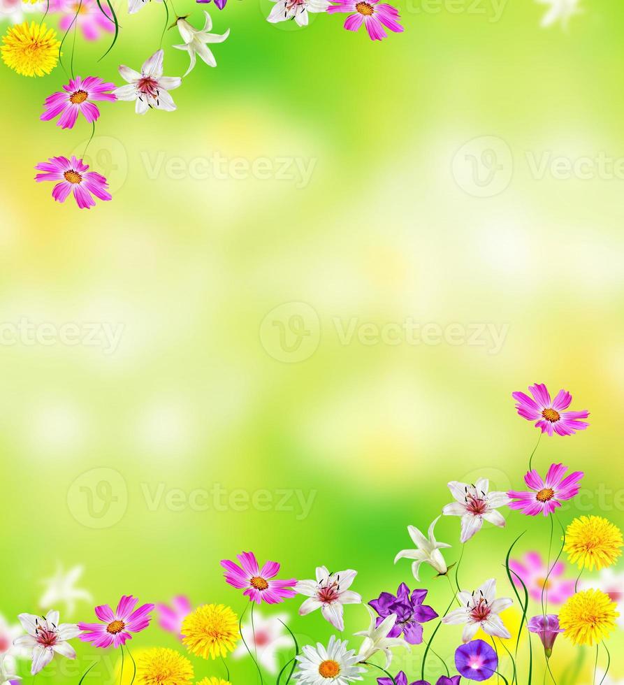 flores margaridas brilhantes em um fundo da paisagem de verão. foto