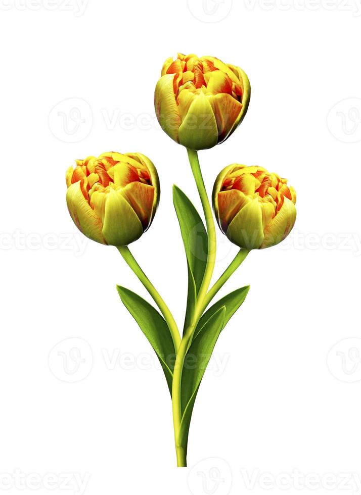 Primavera flores tulipas isoladas no fundo branco foto