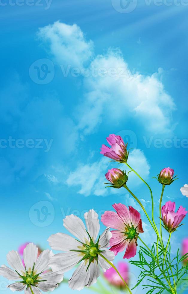 flores do cosmos em um fundo de céu azul com nuvens foto