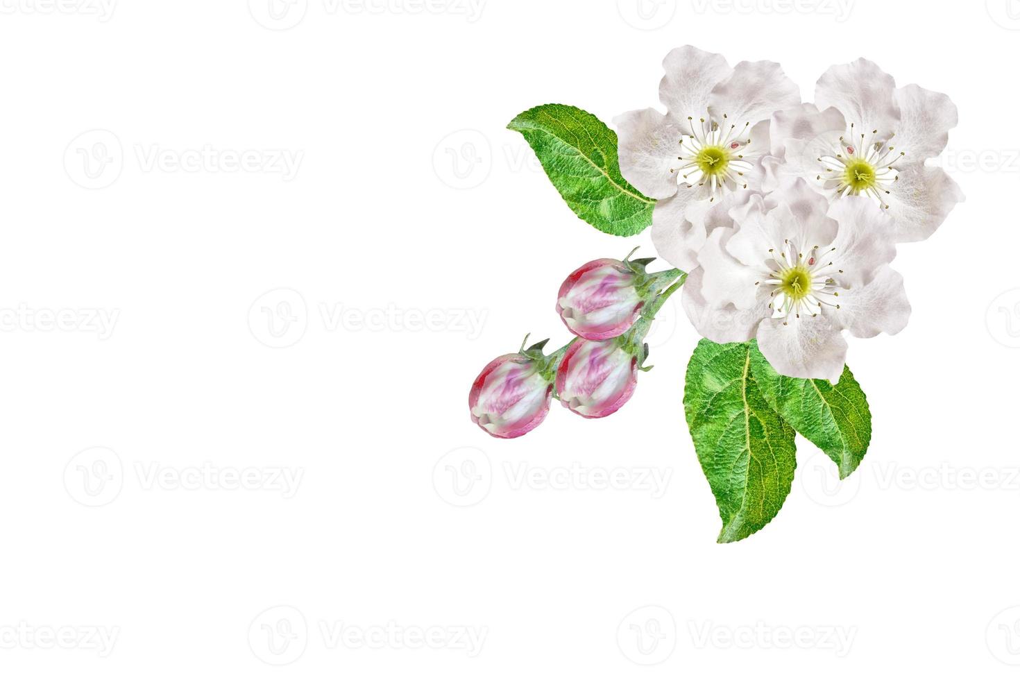 ramo de floração de maçã isolado em um fundo branco. primavera foto