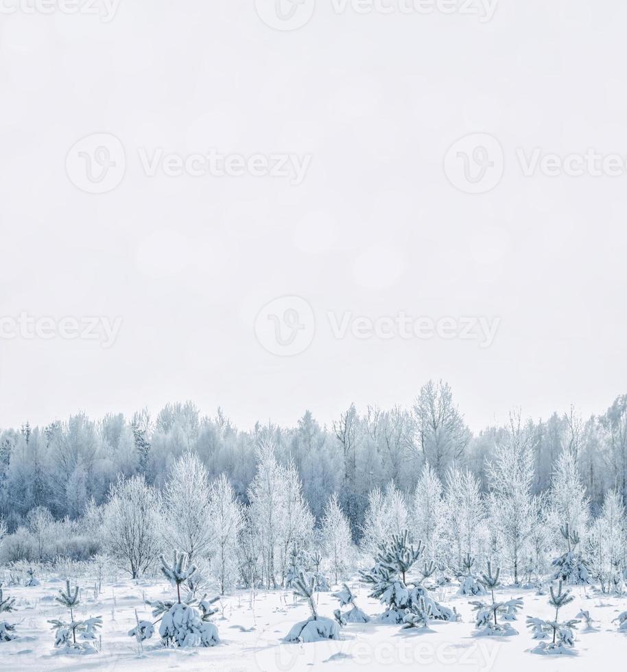 floresta de inverno congelado com árvores cobertas de neve. foto