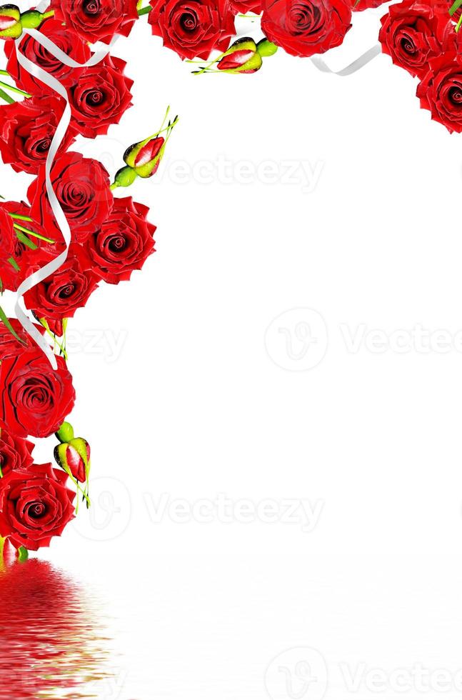 rosas vermelhas isoladas no fundo branco foto