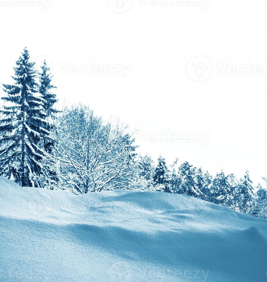 floresta de inverno congelado com árvores cobertas de neve. foto