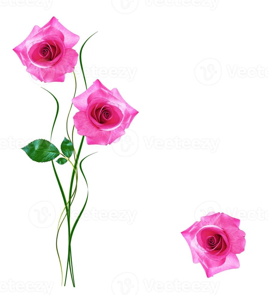 botões de flores de rosas isoladas no fundo branco foto