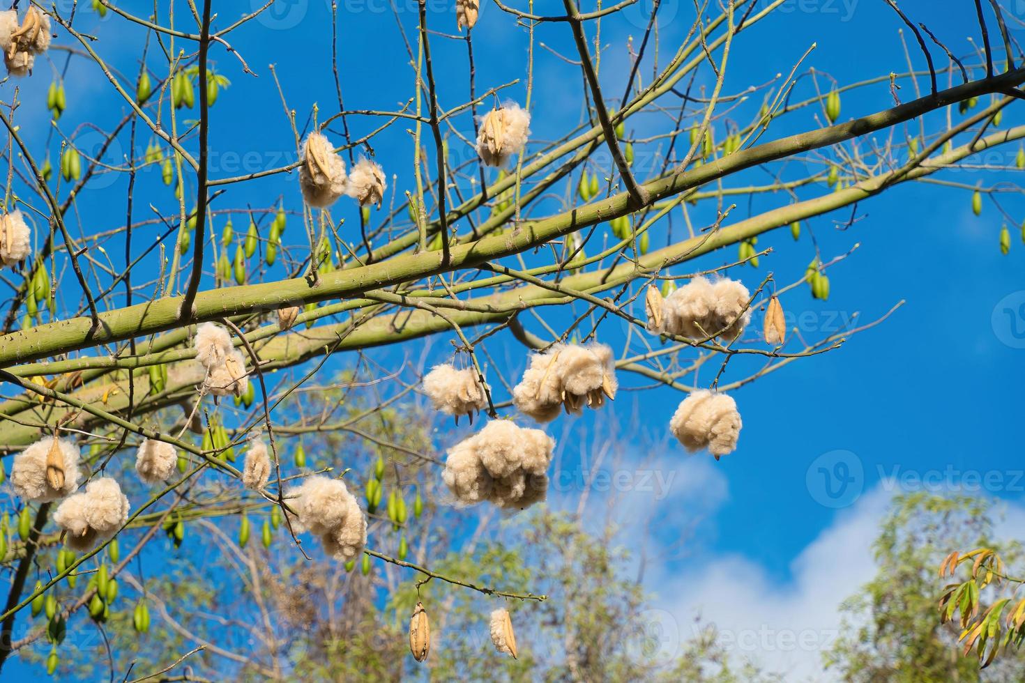 seda branca algodão árvore ceiba pentandra, kapuk randu javanese, o fruto perene pode ser usado para fazer colchões e travesseiros. foto