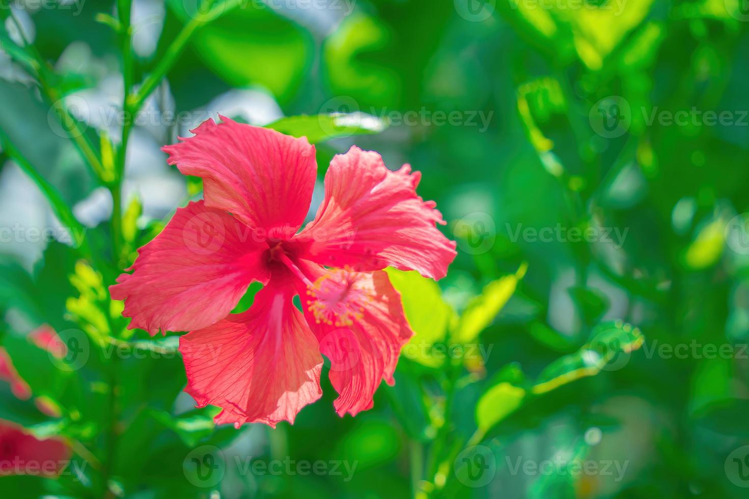 close-up de hibiscus rosa-sinensis, conhecido coloquialmente como hibisco chinês é amplamente cultivado como planta ornamental. hibiscus rosa-sinensis em detalhes de close-up foto