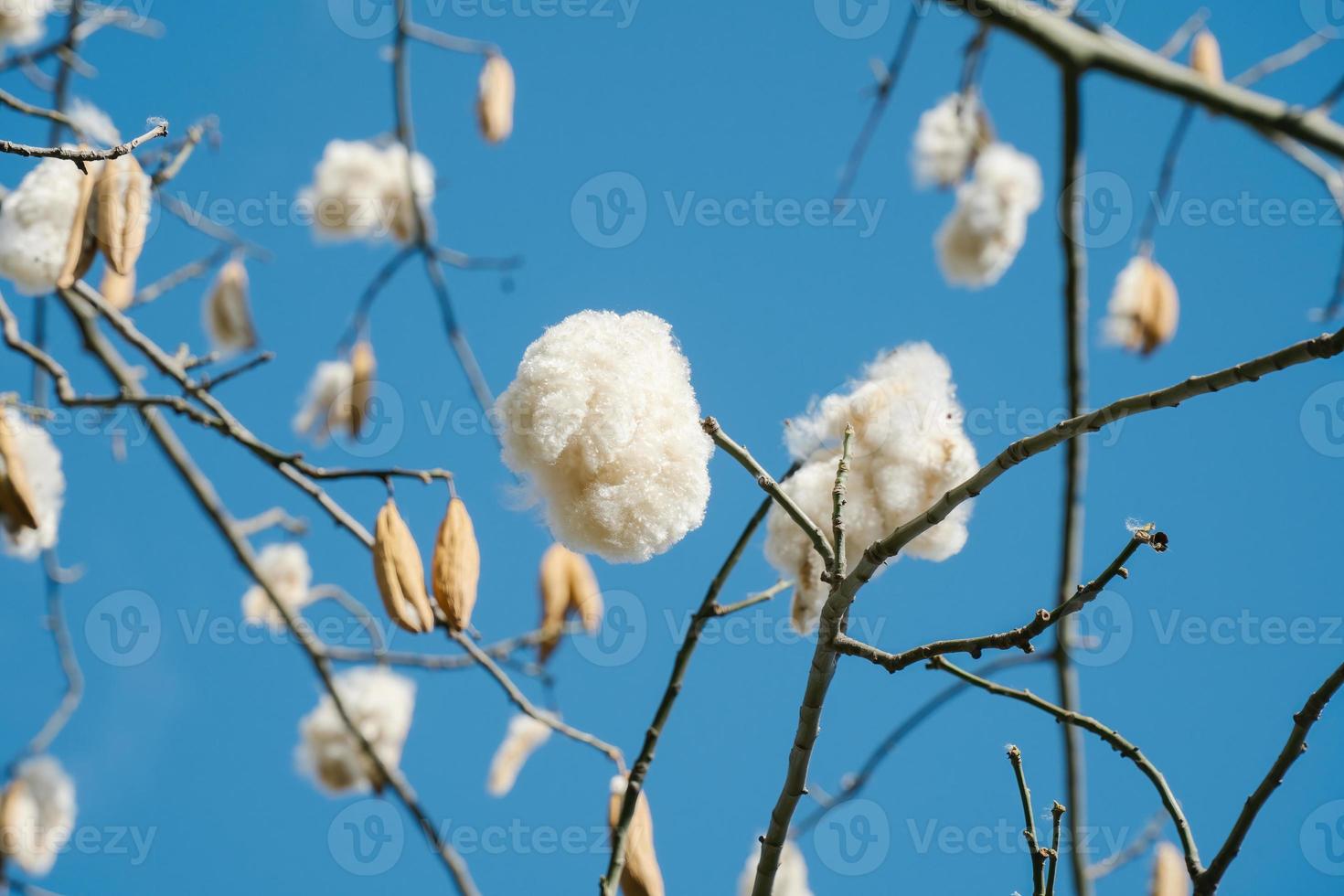seda branca algodão árvore ceiba pentandra, kapuk randu javanese, o fruto perene pode ser usado para fazer colchões e travesseiros. foto