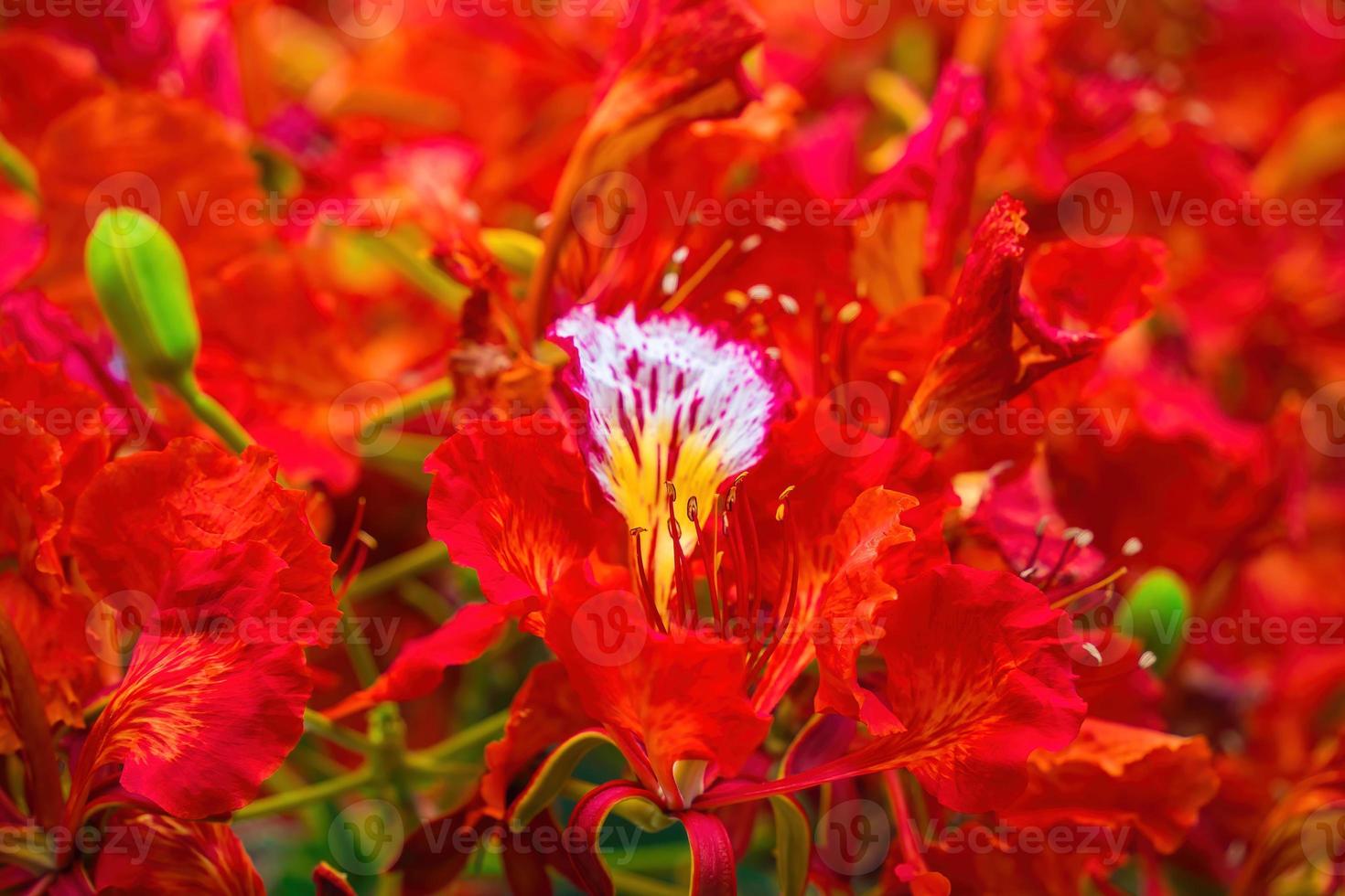 verão poinciana phoenix é uma espécie de planta com flores que vive nos trópicos ou subtrópicos. flor da árvore de chama vermelha, real poinciana foto