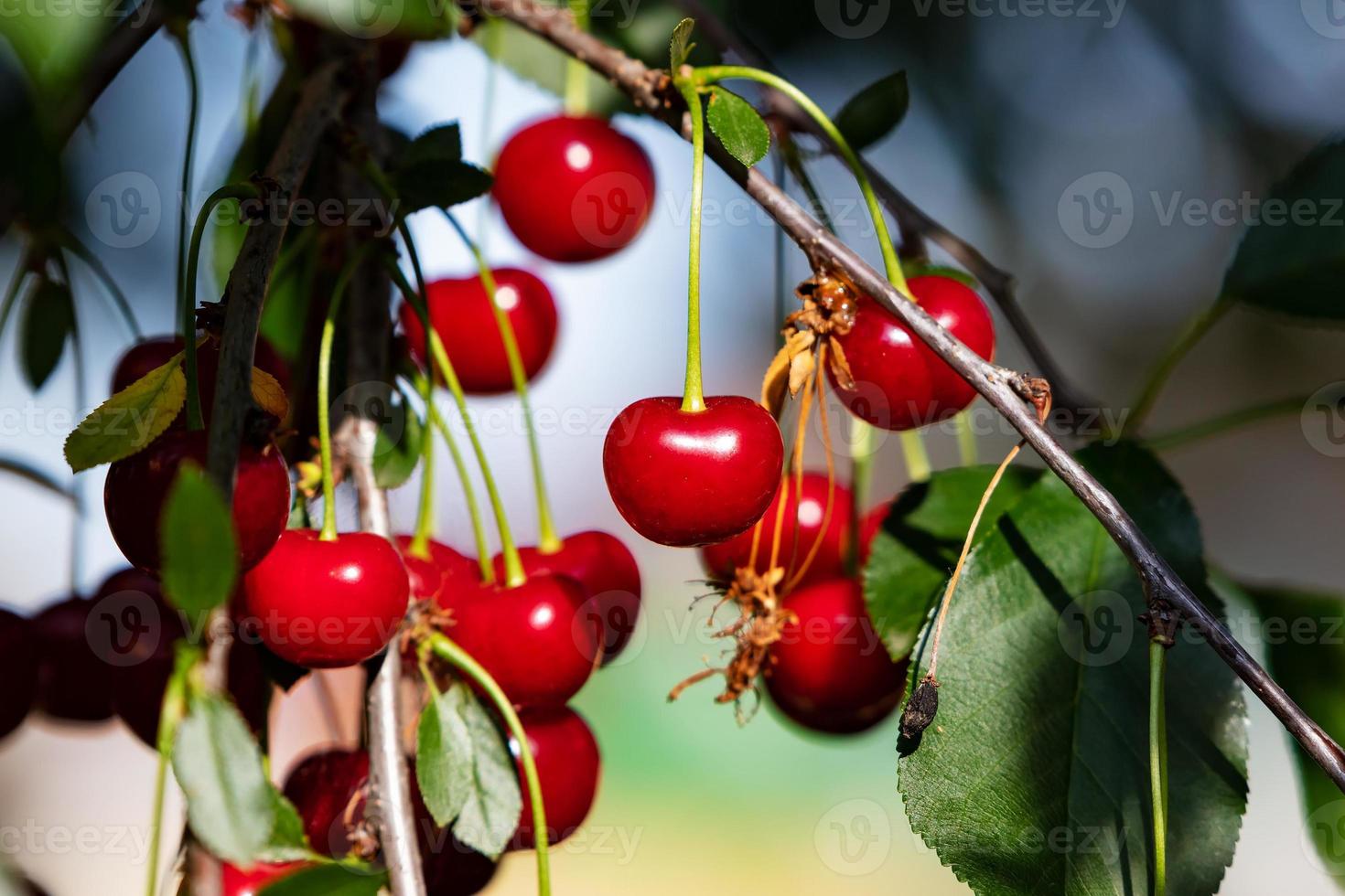 cereja azeda e cerejas. frutas e vegetais. planta e plantas. foto