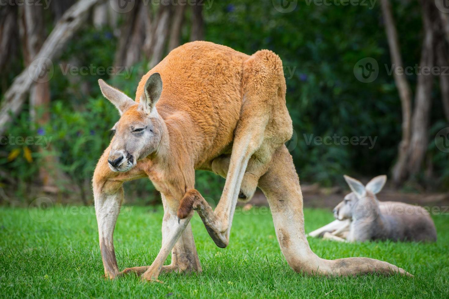 o canguru vermelho na área de conservação da ilha philip de philip island, estado de victoria da austrália. o canguru vermelho é a maior espécie de canguru os animais símbolo da austrália. foto