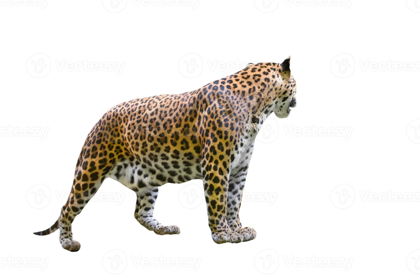 fundo branco isolado de leopardo foto