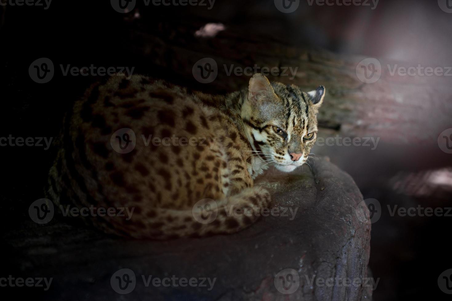 gato leopardo no zoológico foto