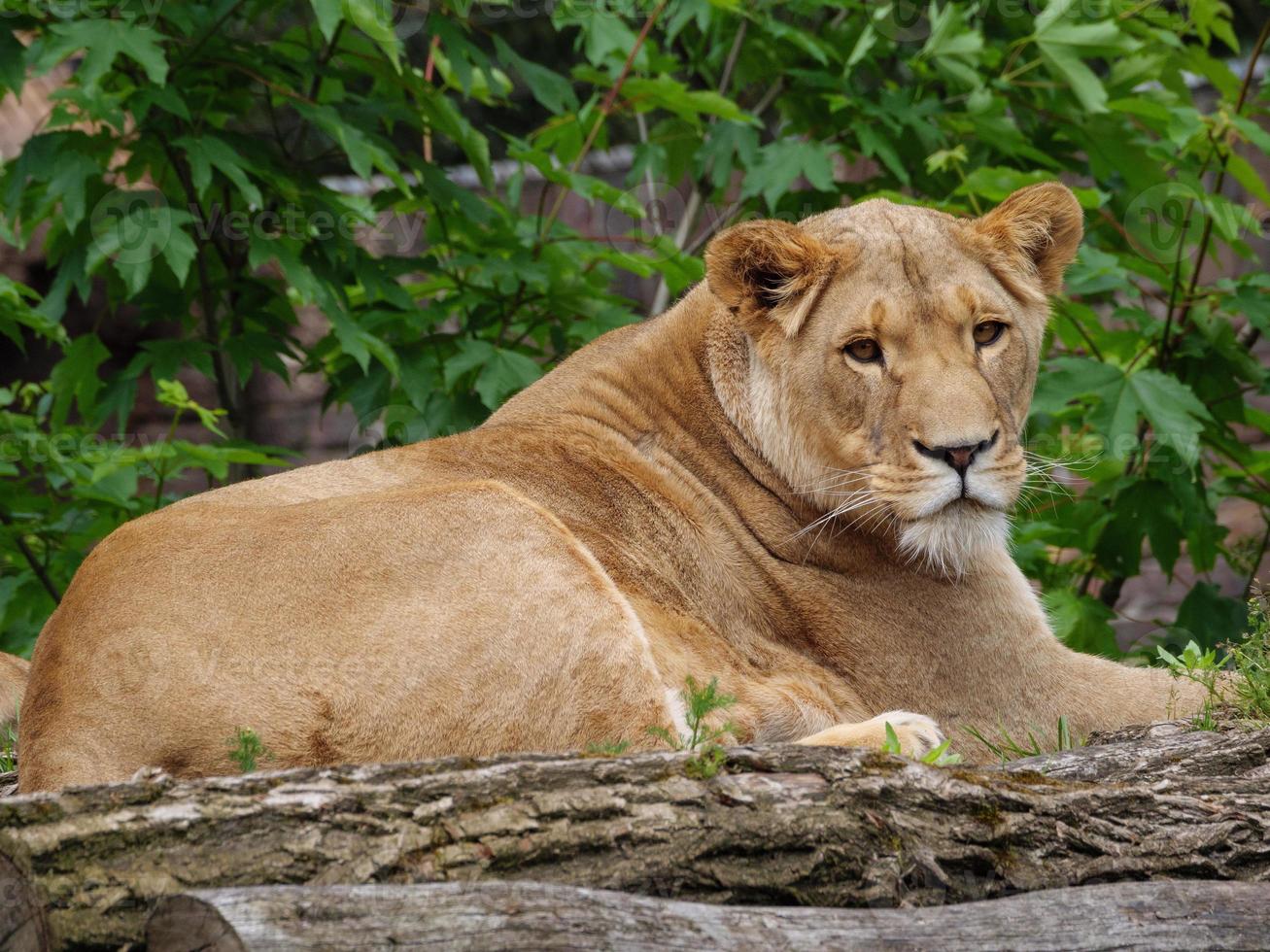 animais do zoológico foto