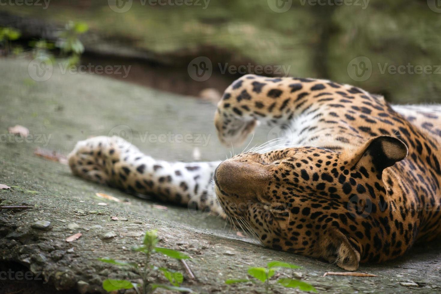 leopardo panthera pardus foto