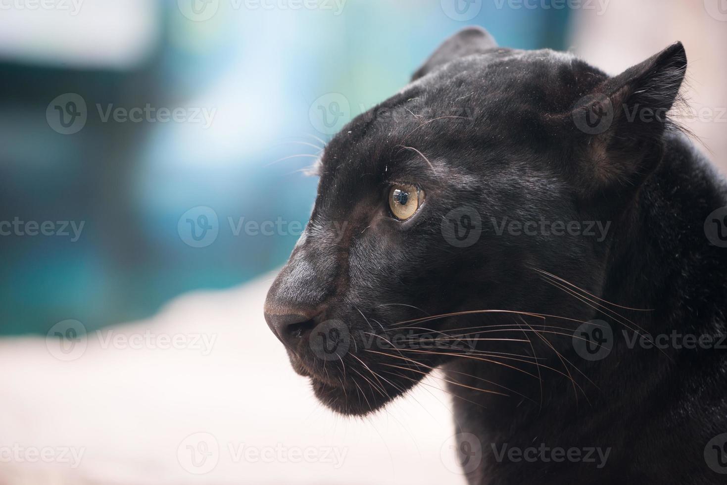 pantera negra no zoológico foto