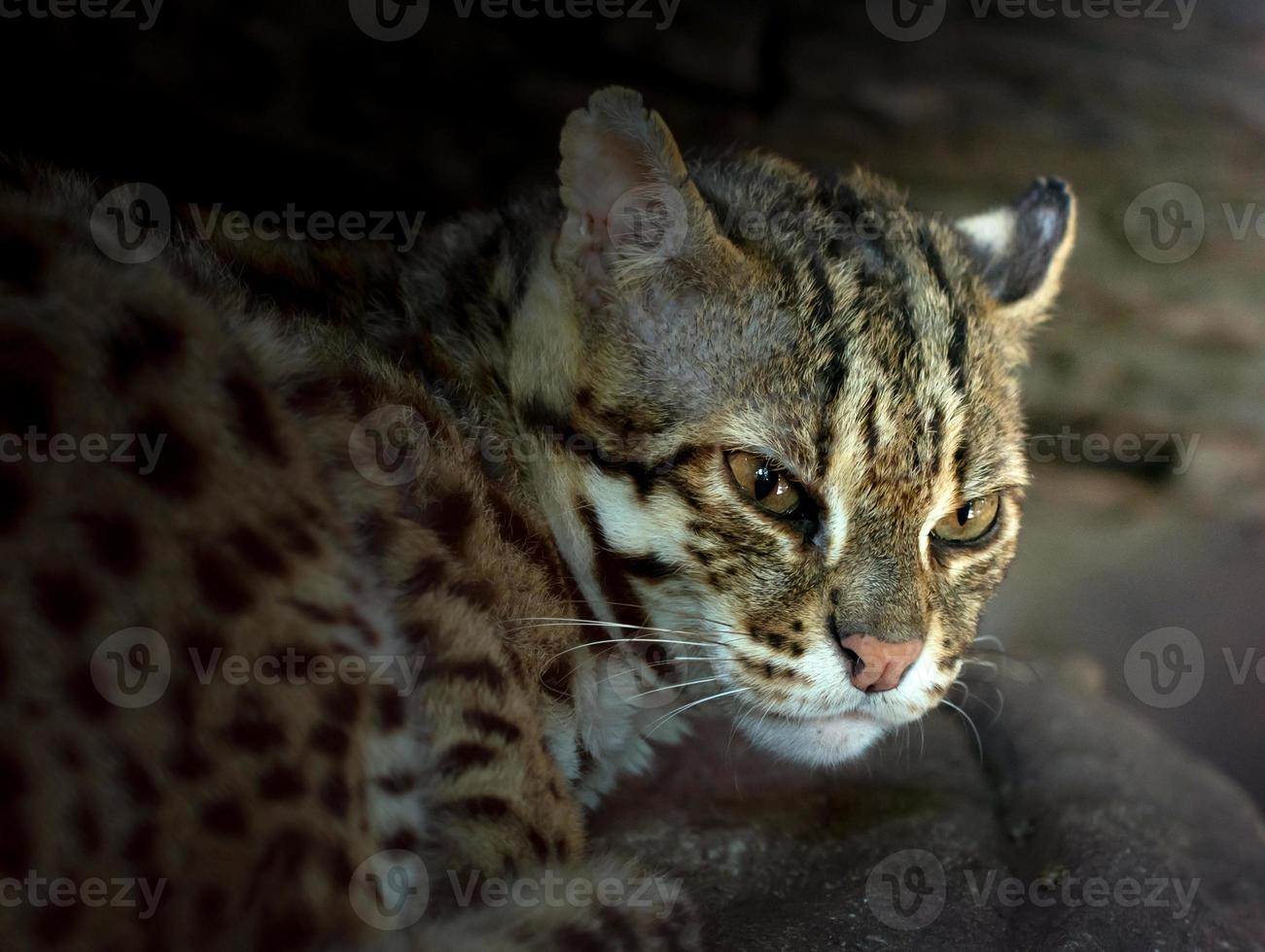 gato leopardo no zoológico foto