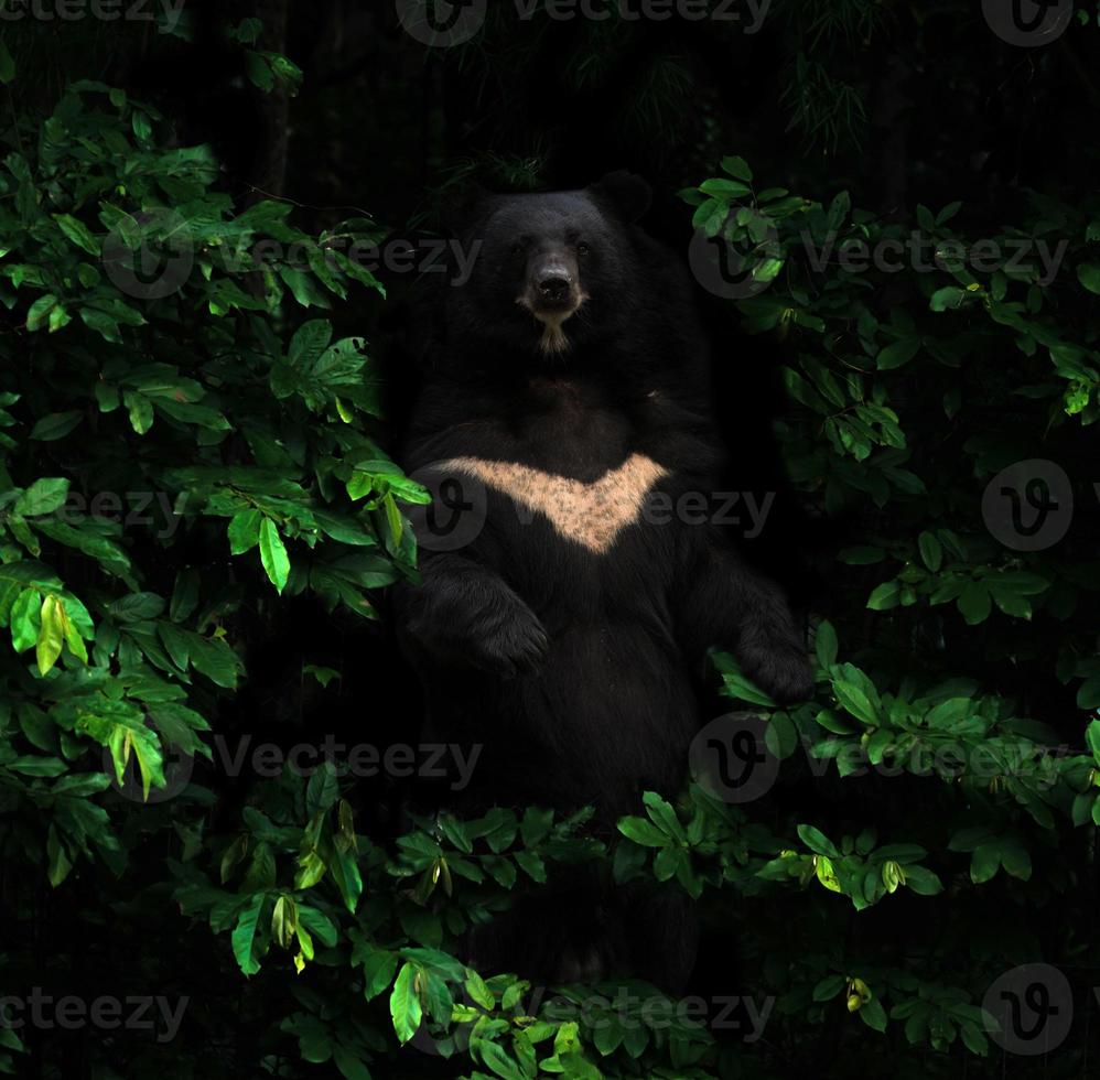 urso preto asiático em pé na floresta escura foto