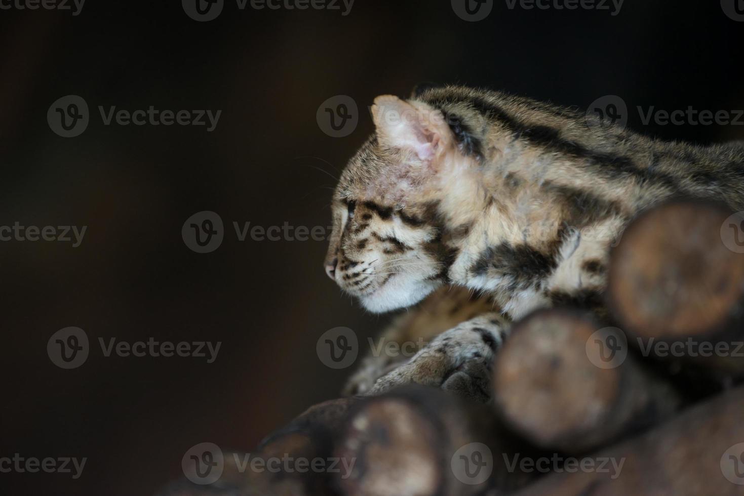 gato leopardo no zoológico foto