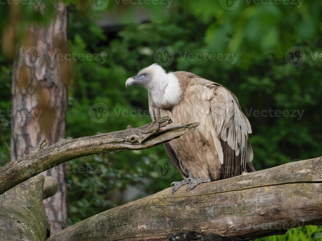 animais do zoológico foto